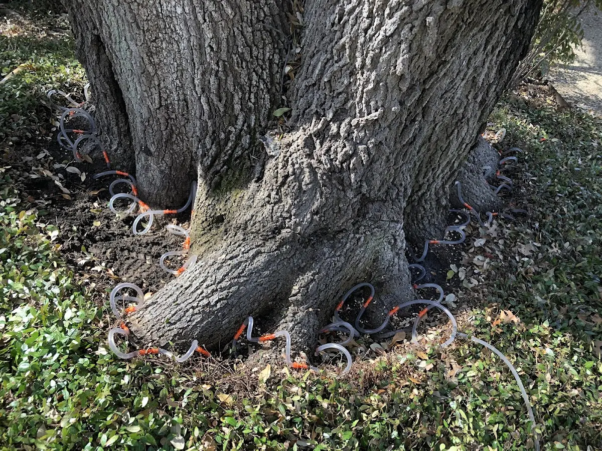 Detailed Tree Cabling and Bracing job site in Jameson